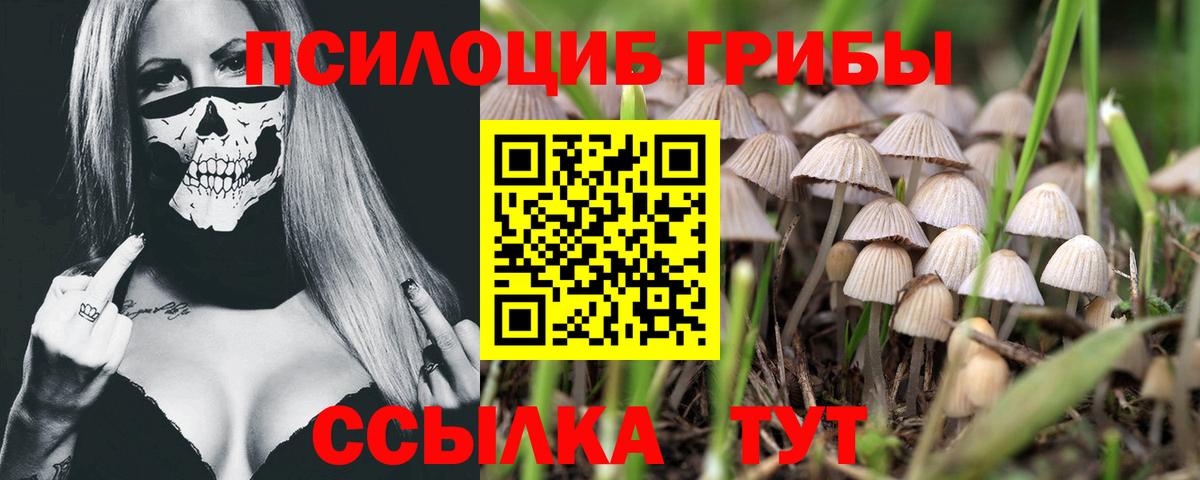 Горячий Ключ  Галлюциногенные грибы Cubensis  Вход с VPN 